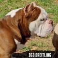 BREITLING