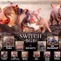 PEDIGREE Switch